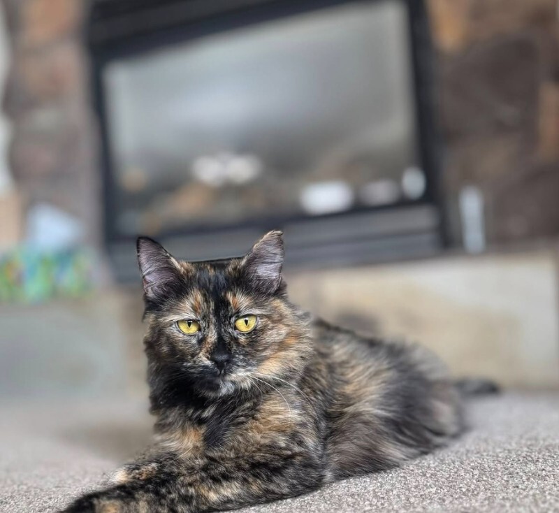 Picture of the Animal Listed