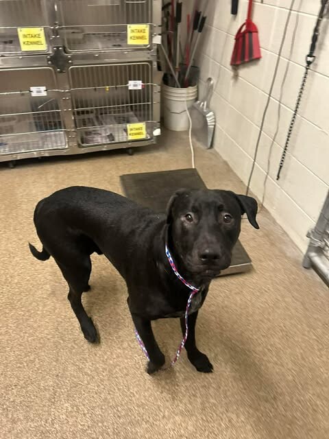 Picture of the Animal Listed