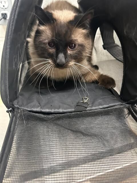 Picture of the Animal Listed