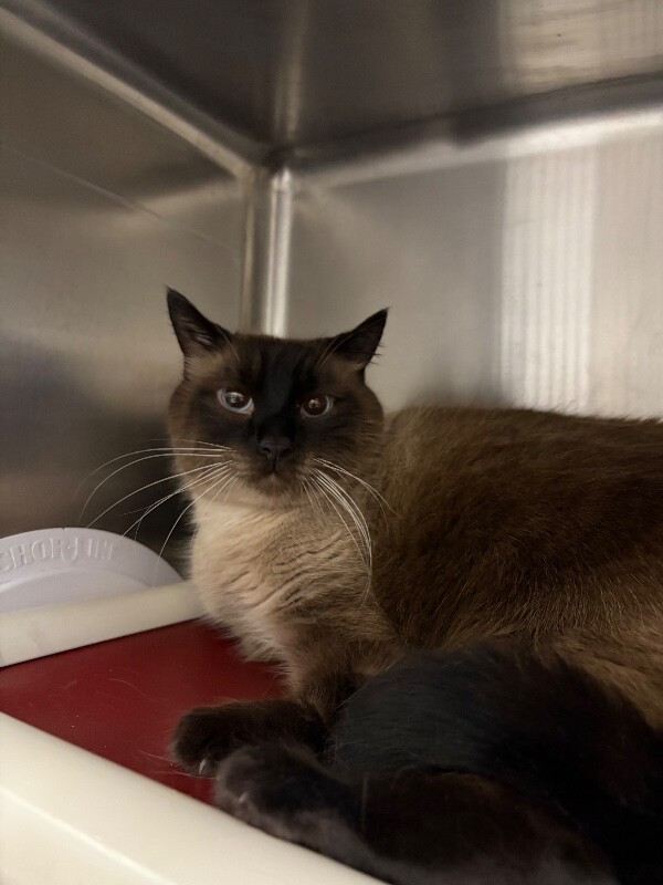 Picture of the Animal Listed