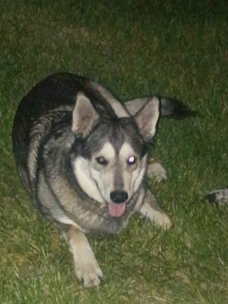 Picture of the Animal Listed