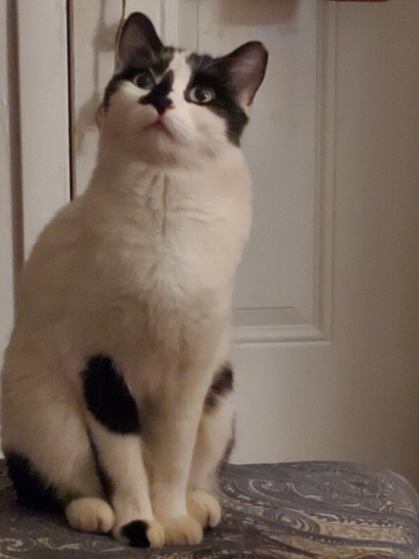 Picture of the Animal Listed