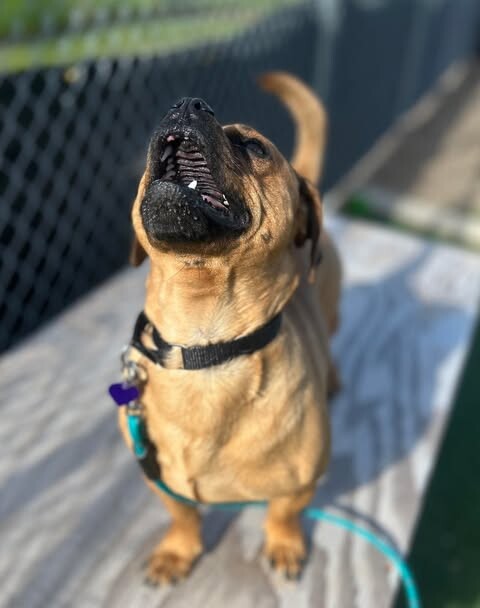 Picture of the Animal Listed