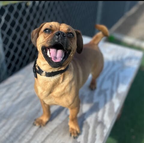 Picture of the Animal Listed