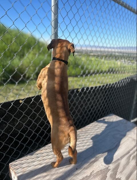 Picture of the Animal Listed