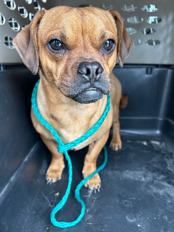 Picture of the Animal Listed