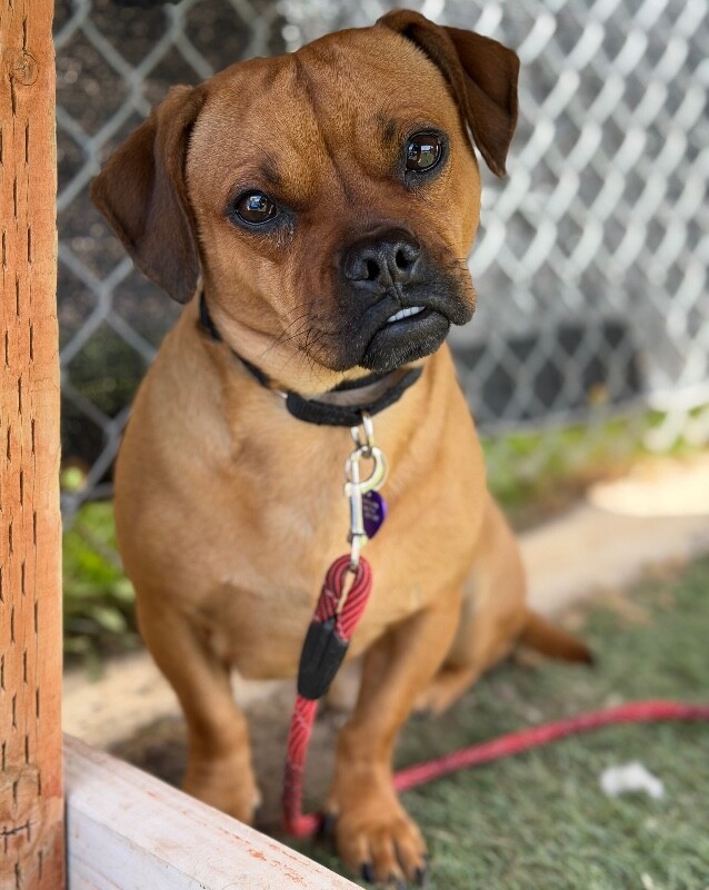 Picture of the Animal Listed