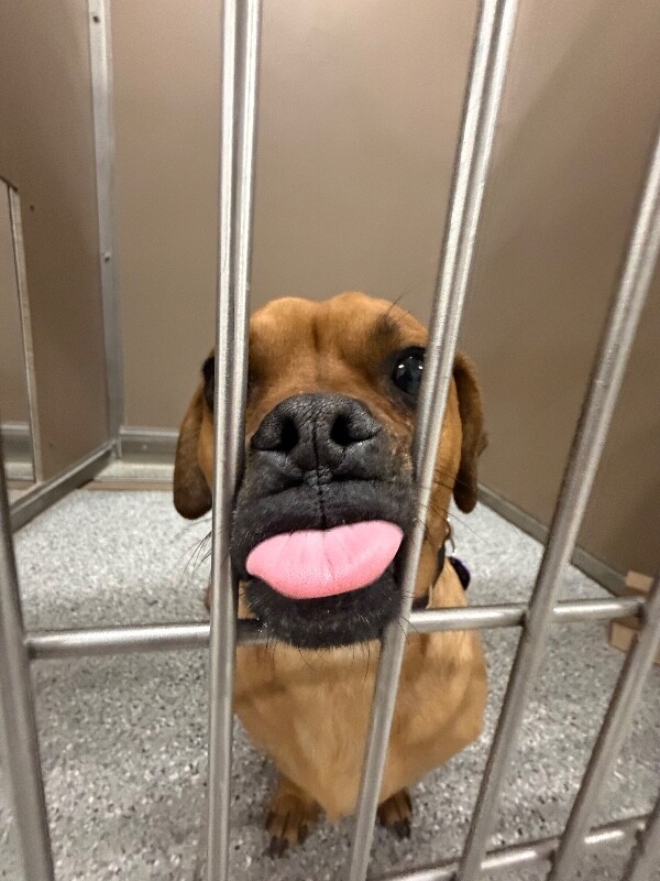 Picture of the Animal Listed