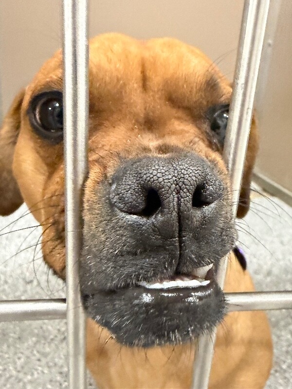 Picture of the Animal Listed