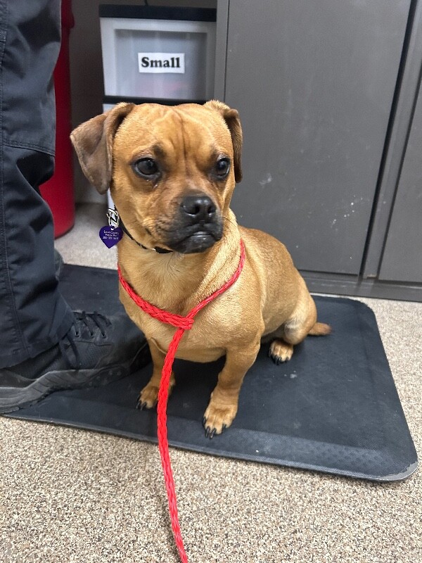 Picture of the Animal Listed