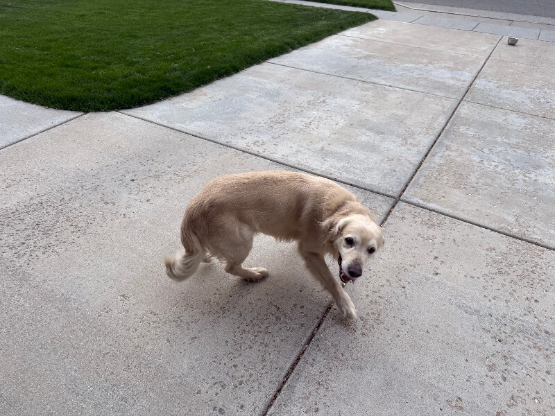 Picture of the Animal Listed