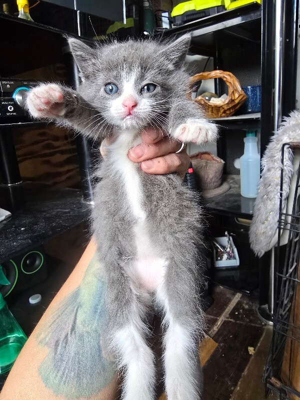 Picture of the Animal Listed