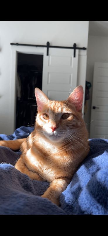 Picture of the Animal Listed