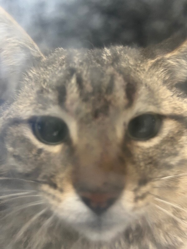 Picture of the Animal Listed