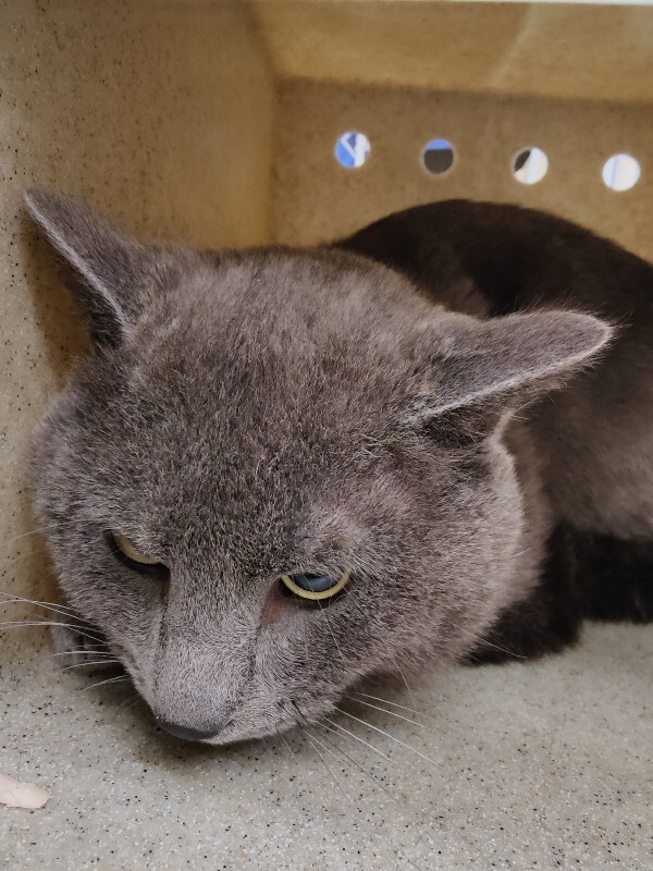 Picture of the Animal Listed