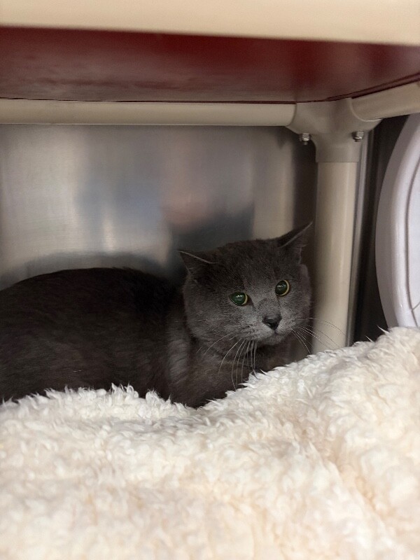 Picture of the Animal Listed