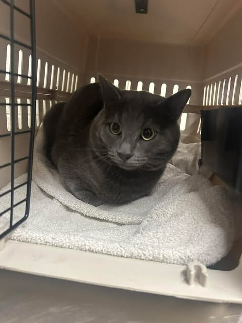 Picture of the Animal Listed