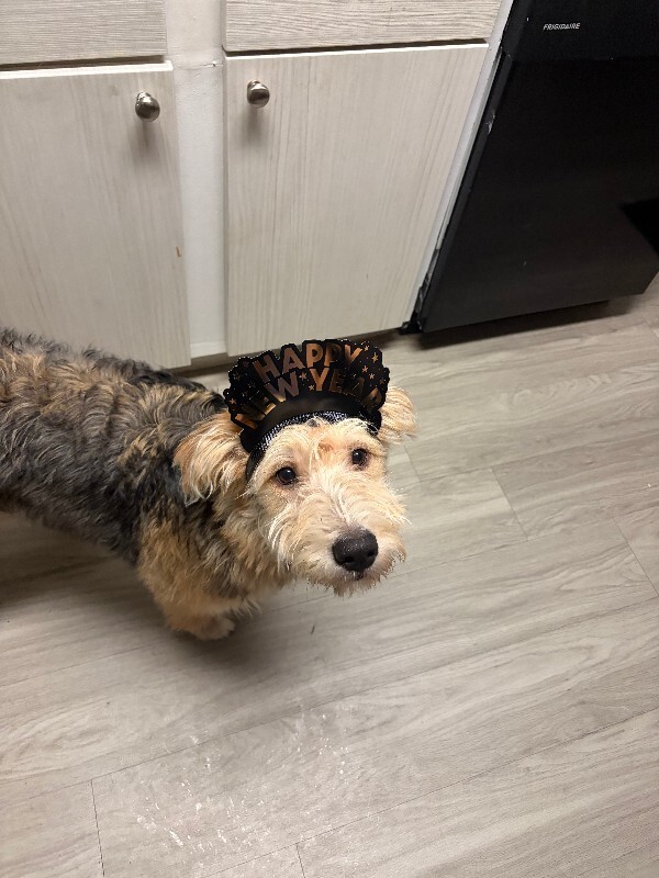 Picture of the Animal Listed