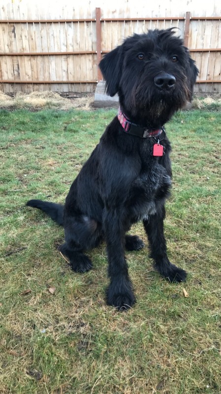 Picture of the Animal Listed