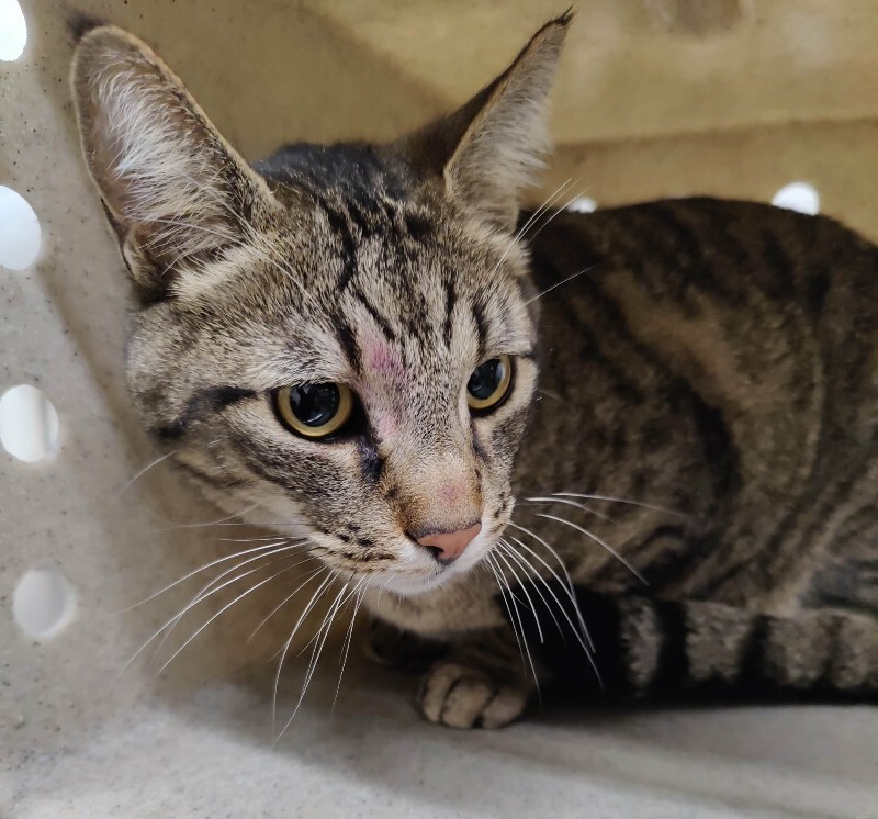 Picture of the Animal Listed