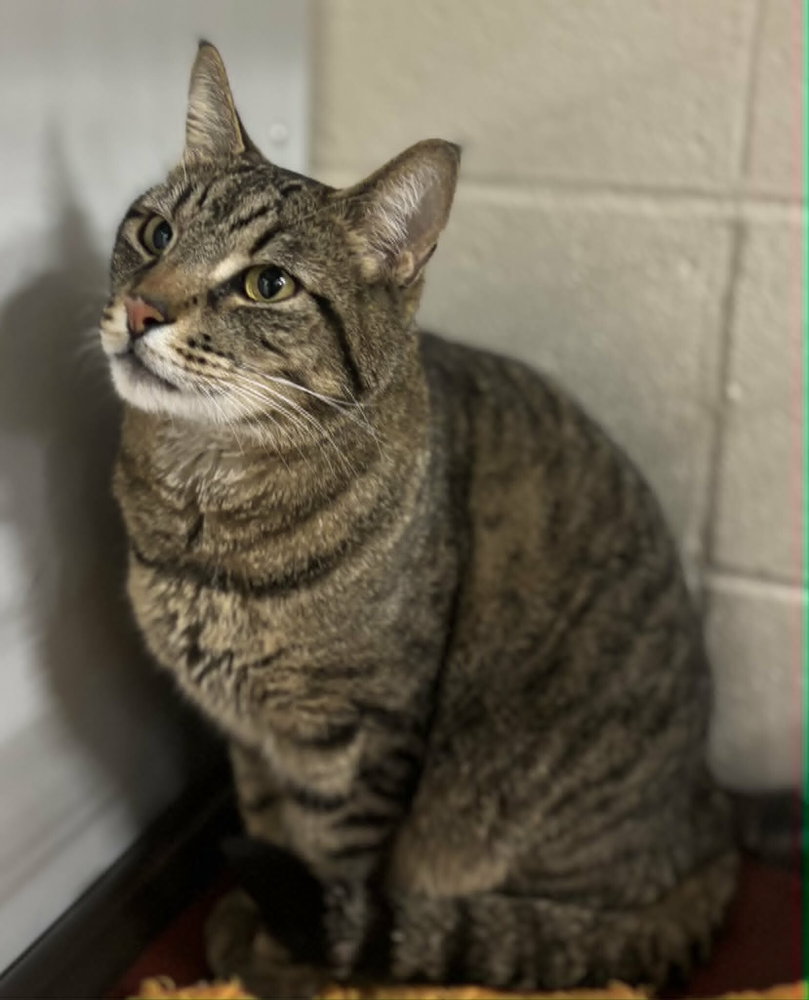 Picture of the Animal Listed