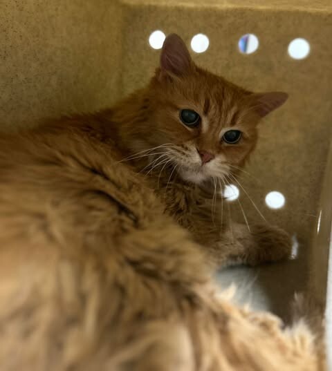 Picture of the Animal Listed