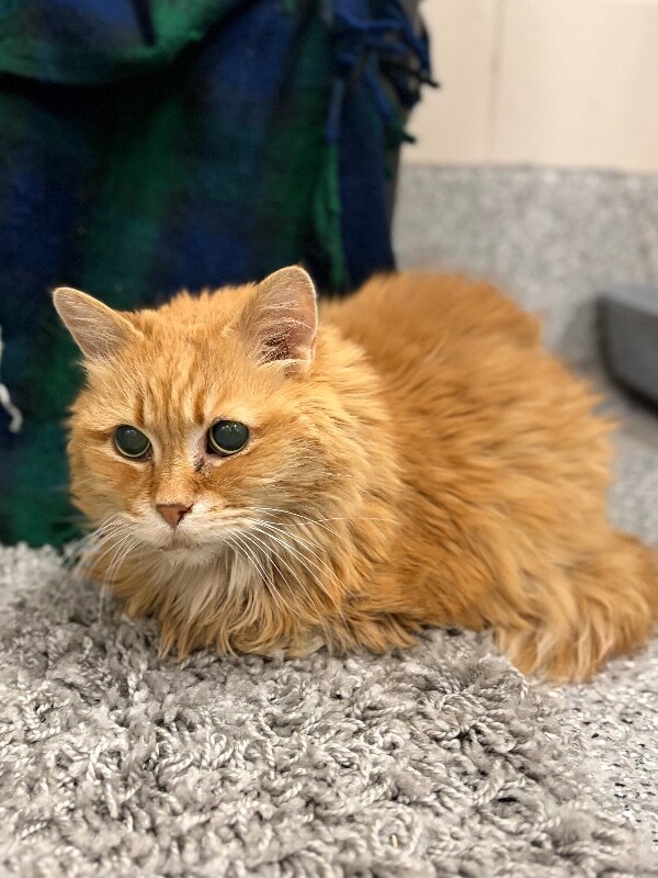 Picture of the Animal Listed