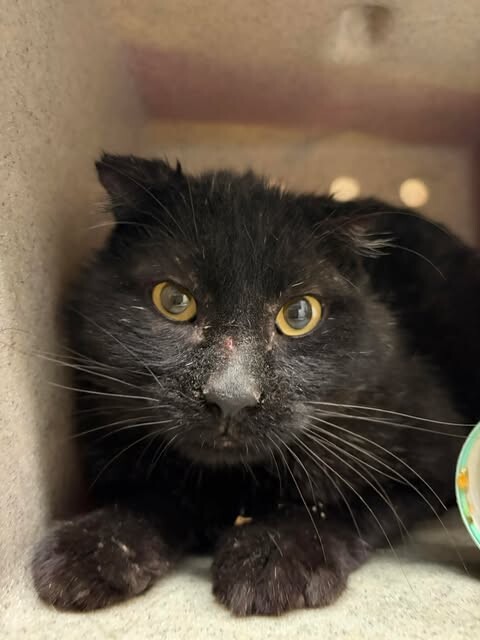 Picture of the Animal Listed