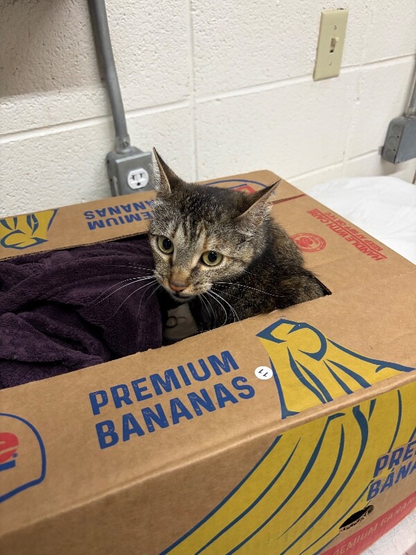 Picture of the Animal Listed