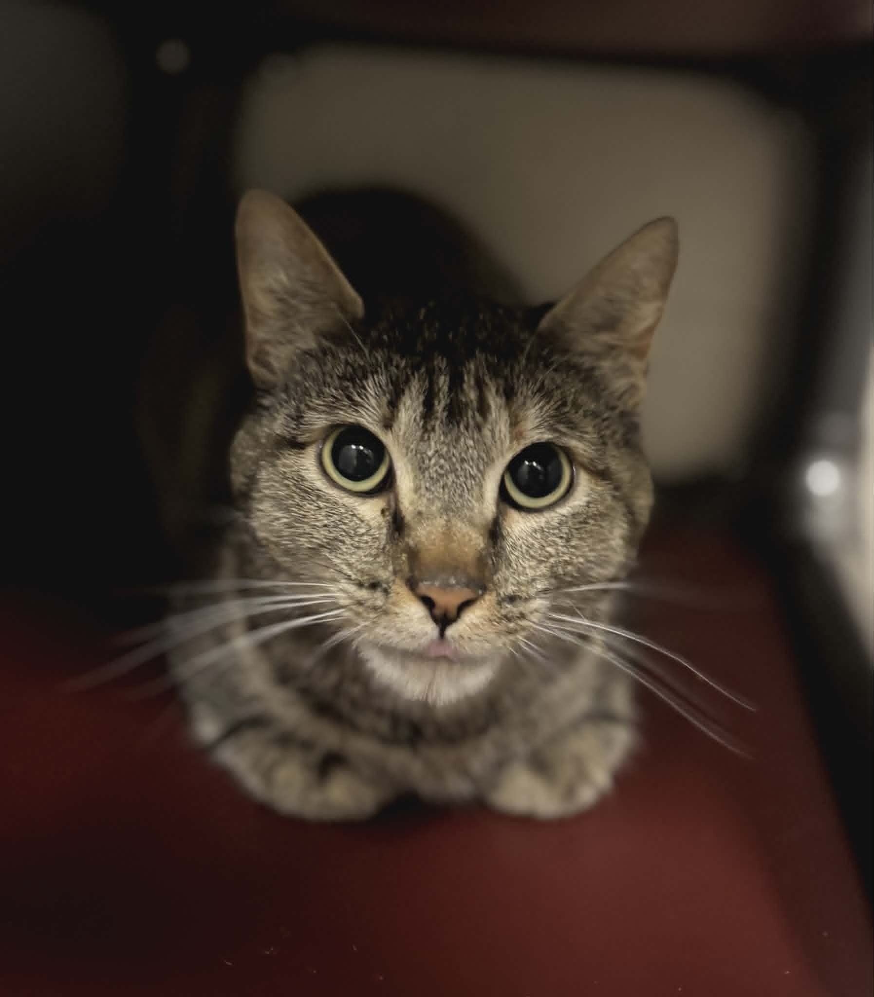 Picture of the Animal Listed