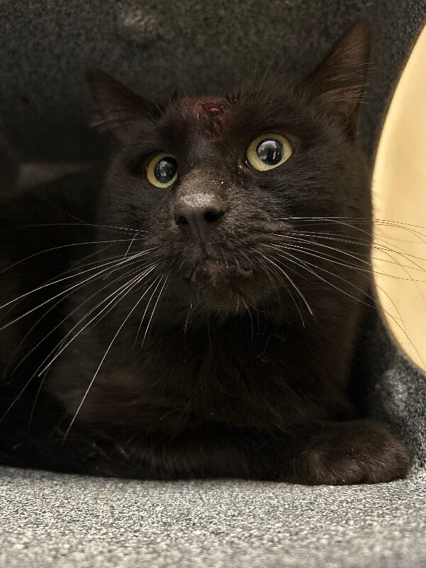 Picture of the Animal Listed