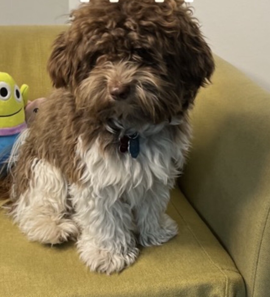 Picture of the Animal Listed