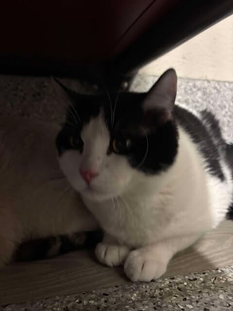 Picture of the Animal Listed