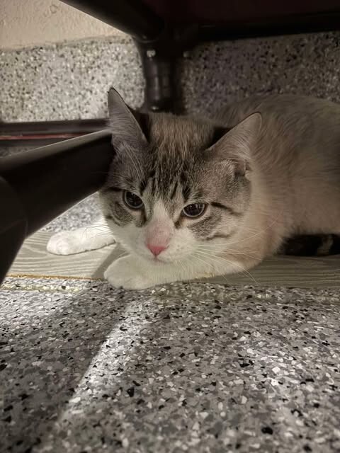 Picture of the Animal Listed