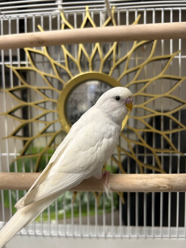 Picture of the Animal Listed