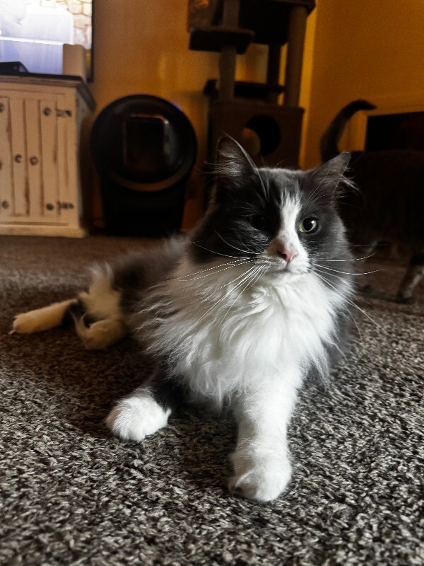 Picture of the Animal Listed