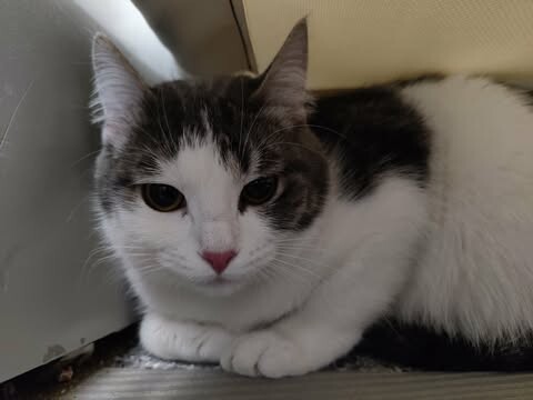 Picture of the Animal Listed