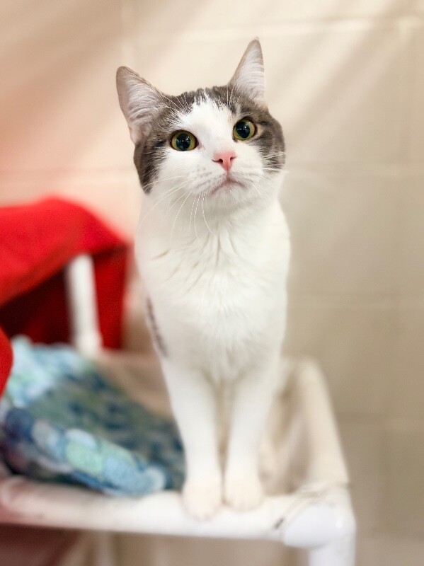 Picture of the Animal Listed