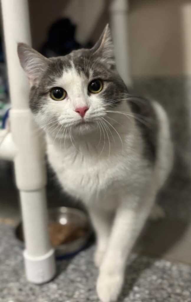 Picture of the Animal Listed