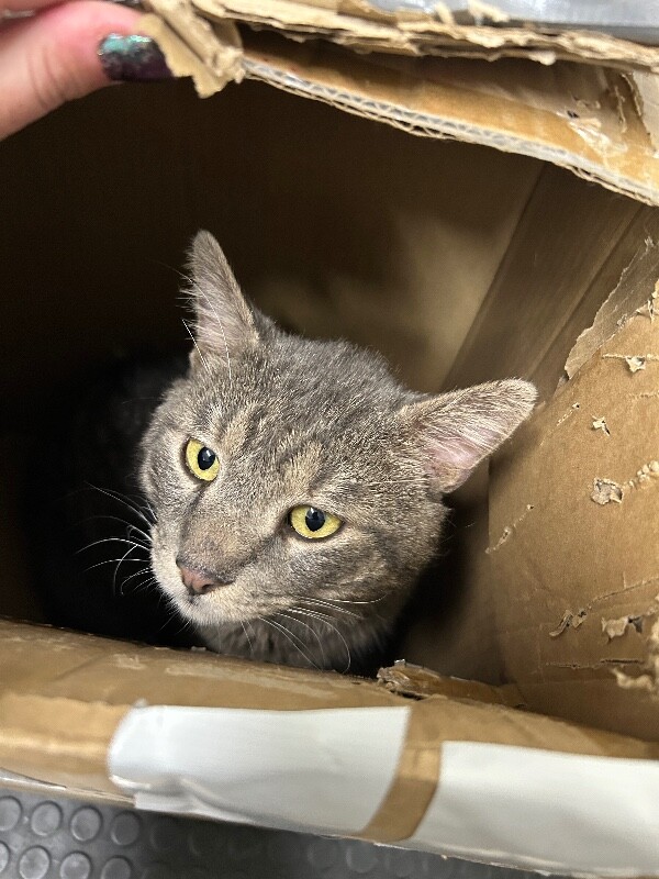 Picture of the Animal Listed