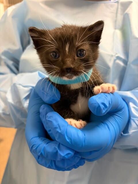 Picture of the Animal Listed