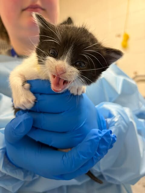 Picture of the Animal Listed