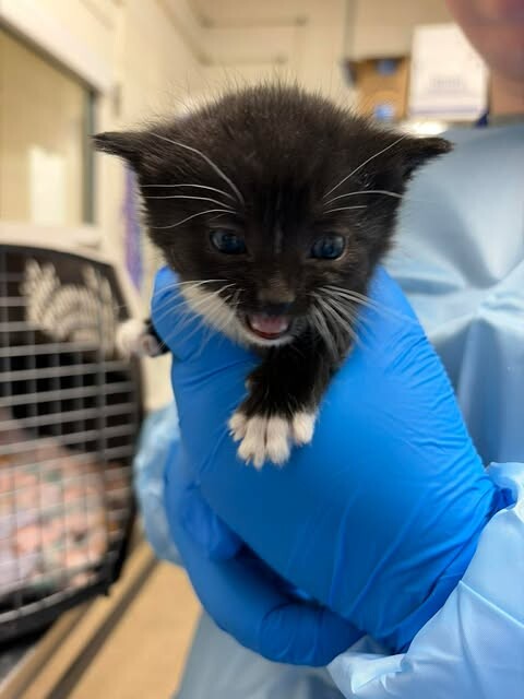 Picture of the Animal Listed