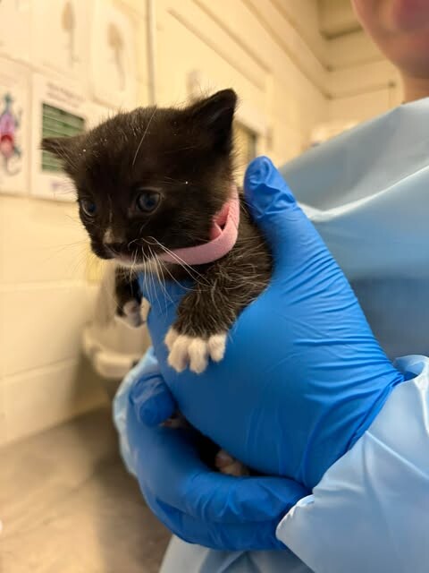 Picture of the Animal Listed