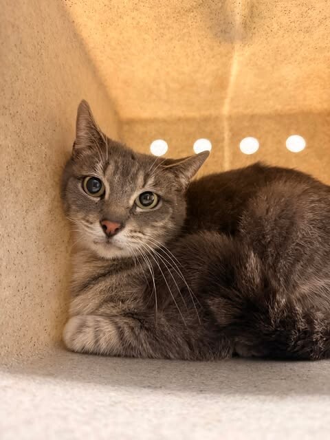 Picture of the Animal Listed