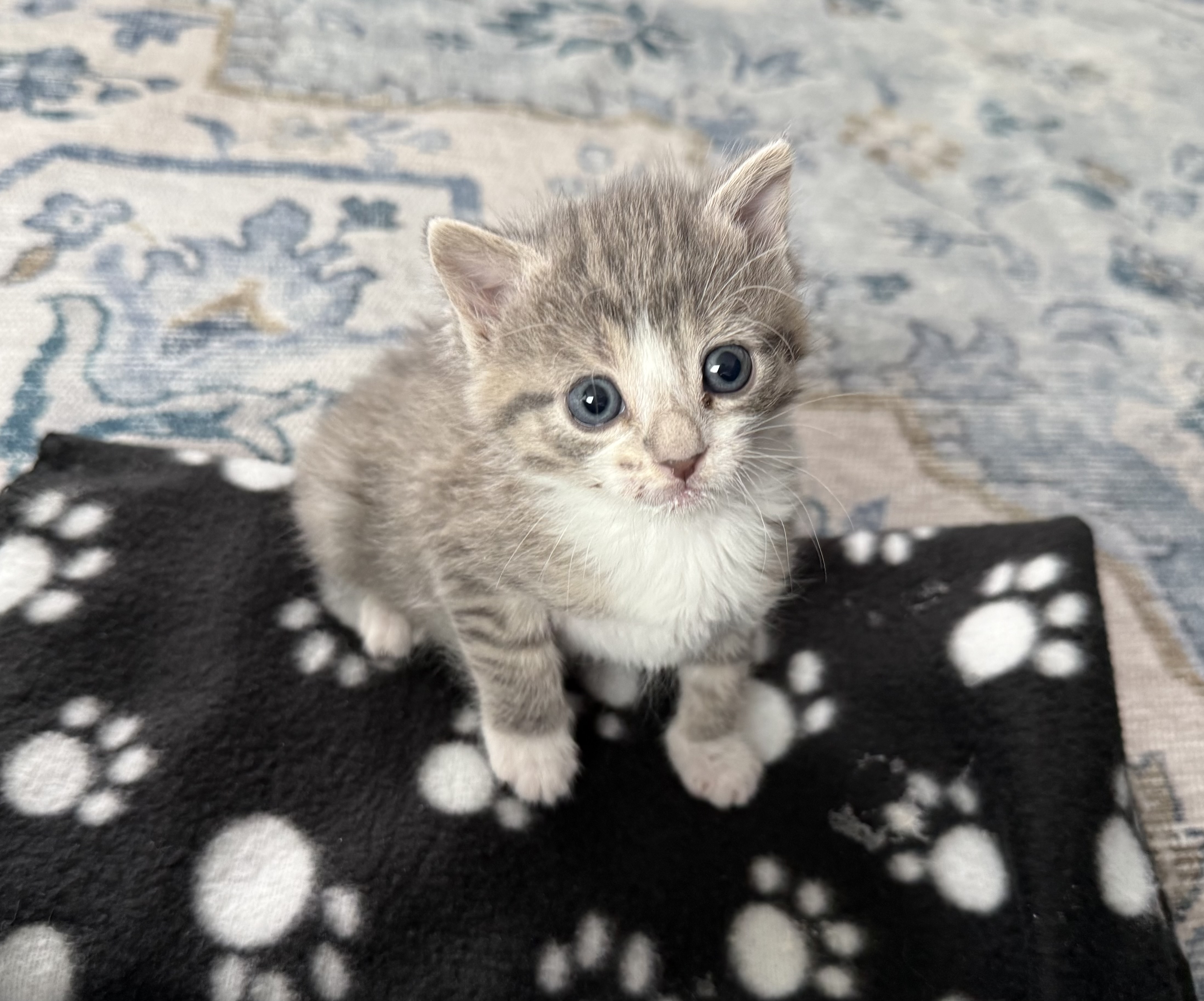 Picture of the Animal Listed