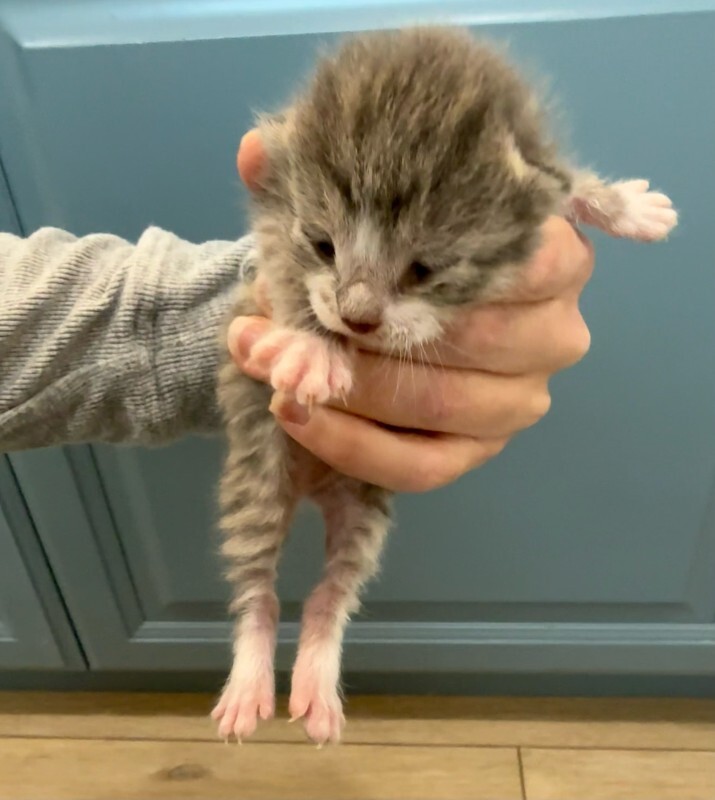 Picture of the Animal Listed