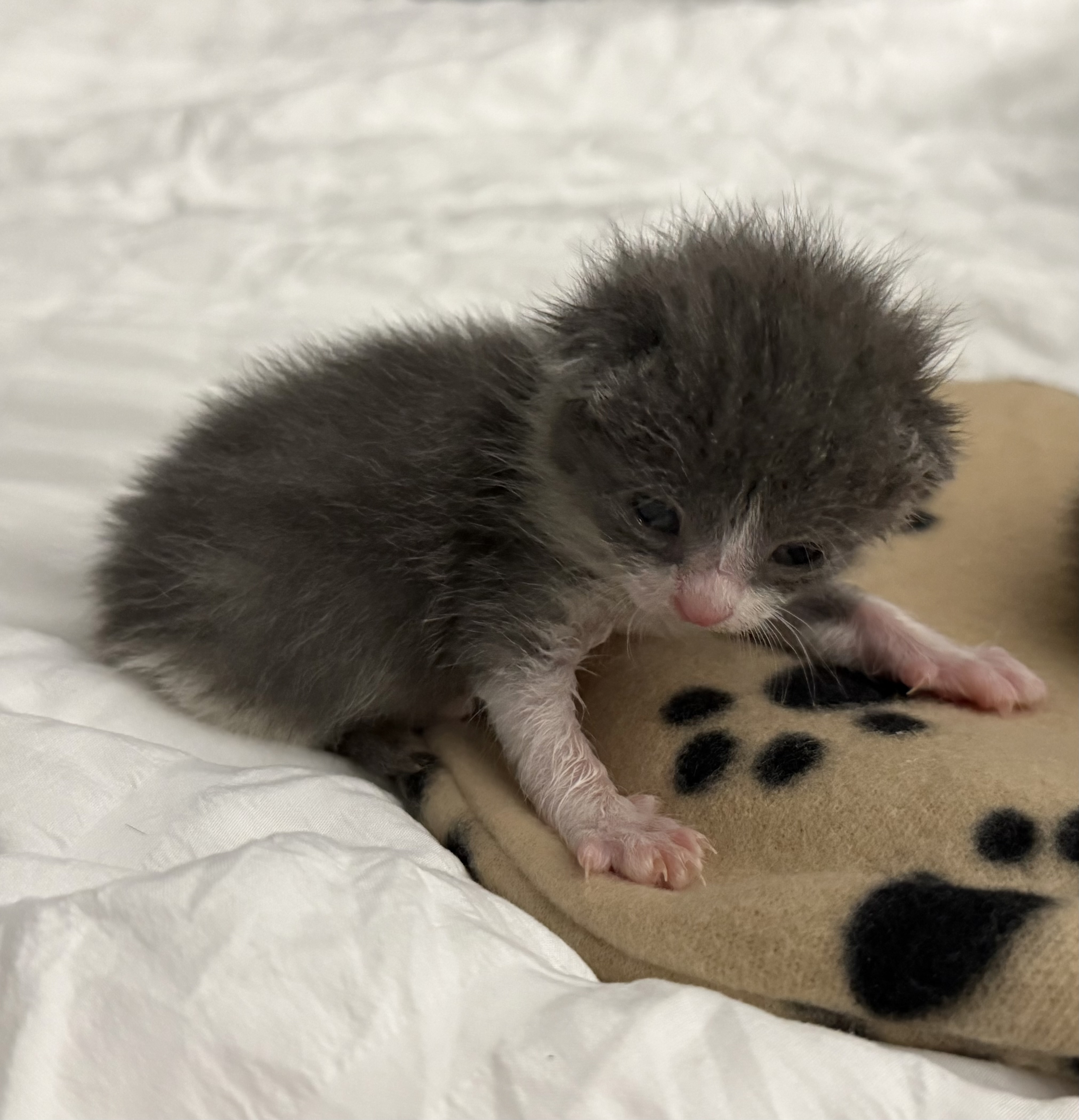 Picture of the Animal Listed