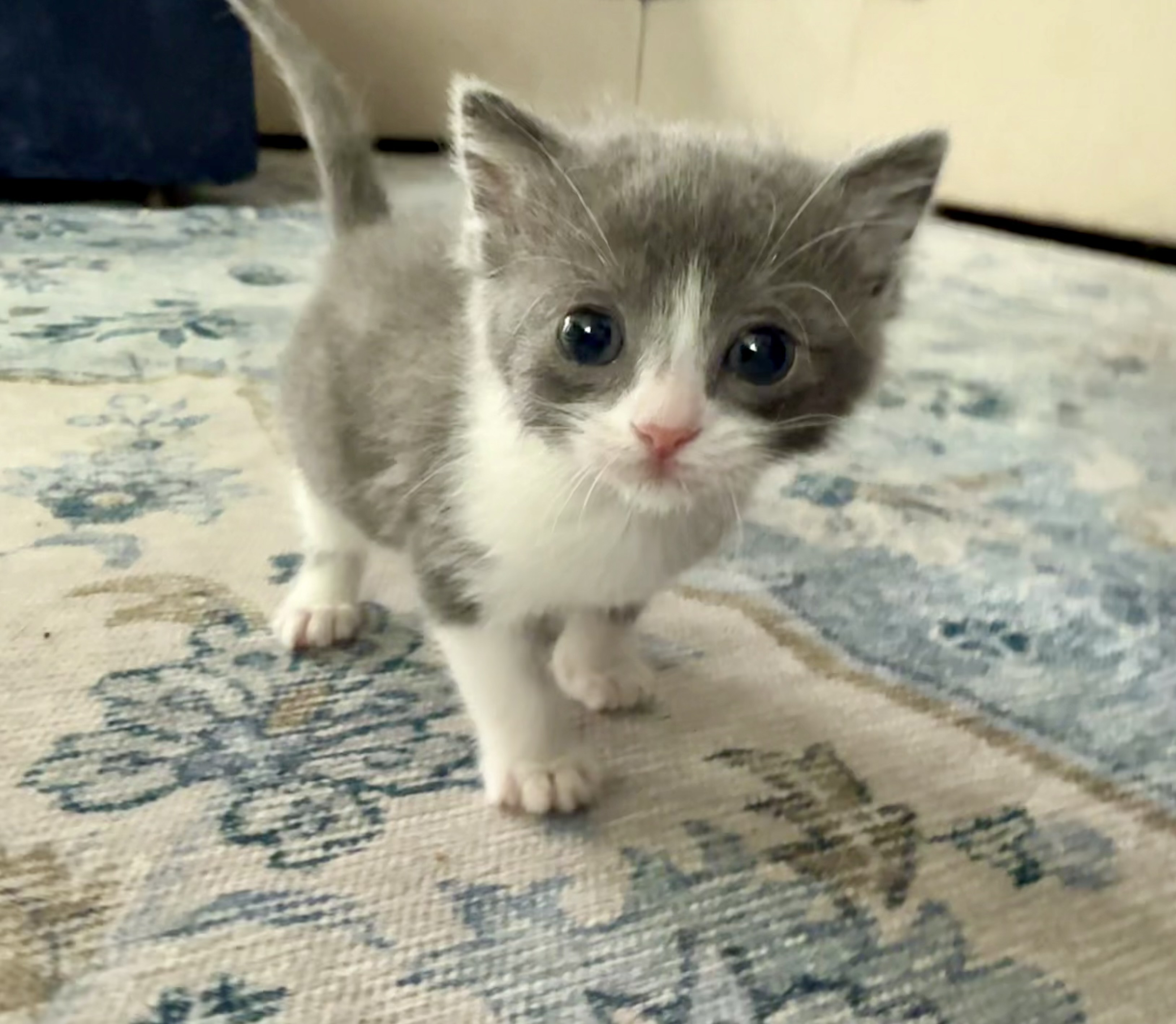 Picture of the Animal Listed
