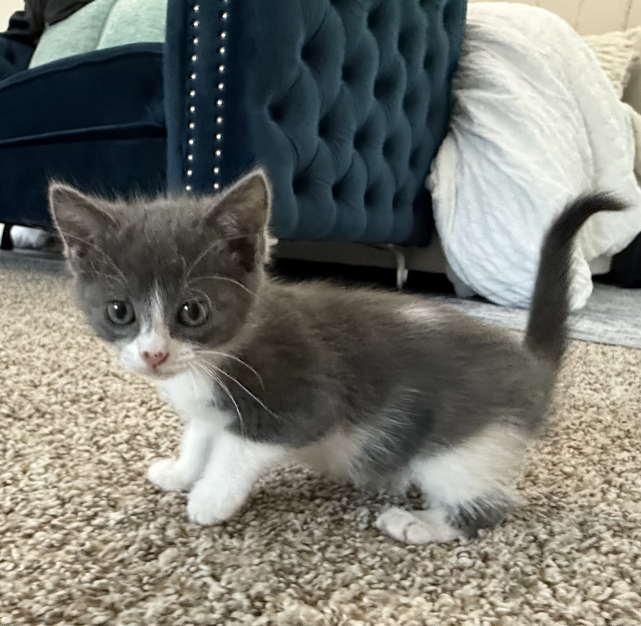 Picture of the Animal Listed